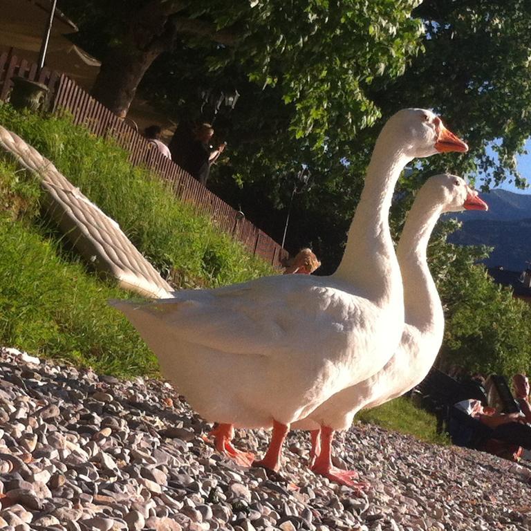 Bed & Breakfast Le Ortensie -lago Di Lierna