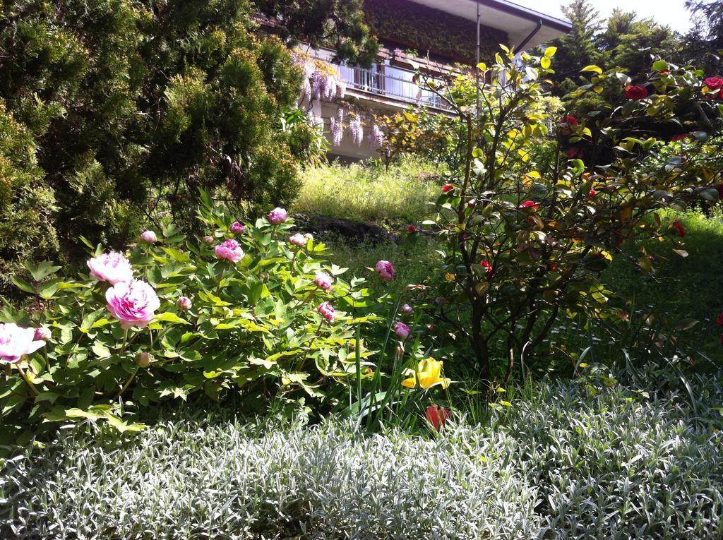 Le Ortensie -lago Di Bed & Breakfast