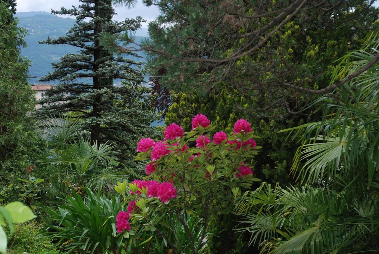 Le Ortensie -lago Di Bed & Breakfast Lierna